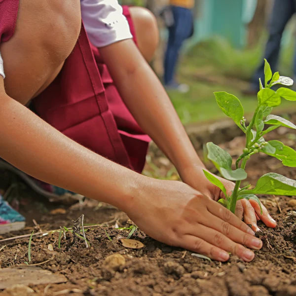 Why Eco-Friendly Living is More Important Than Ever